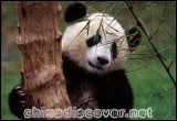 Panda Keeper